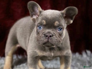 French Bulldog dogs Turbo - Ad 9