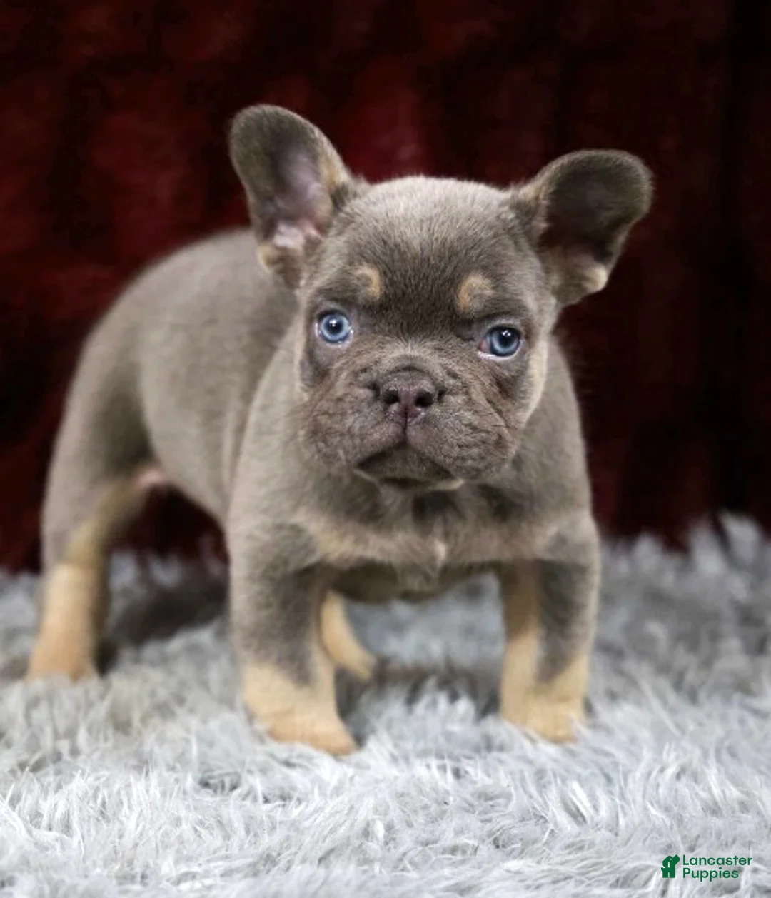 French Bulldog dogs for sale: Turbo - Ad 1