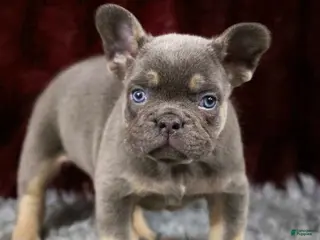 French Bulldog dogs Turbo - Ad 9