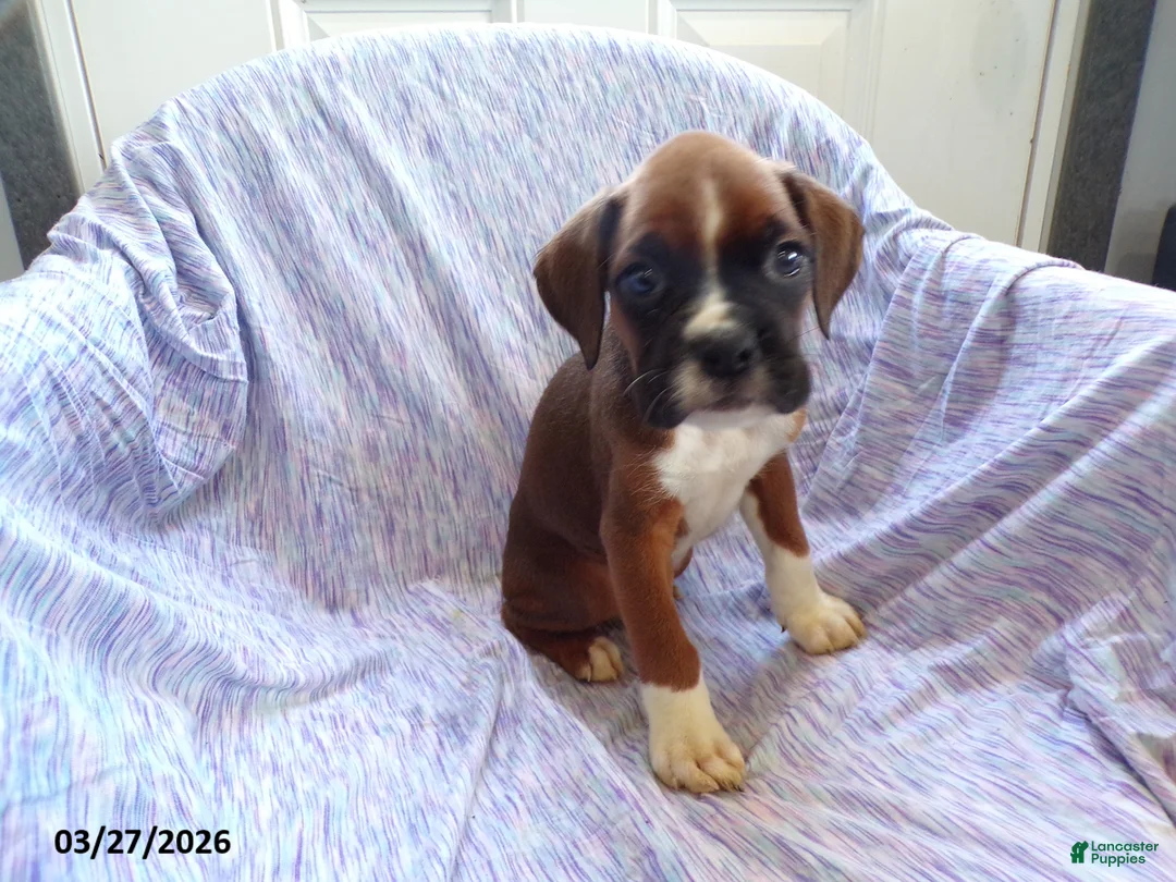 Boxer dogs for sale: Oscar - Ad 1