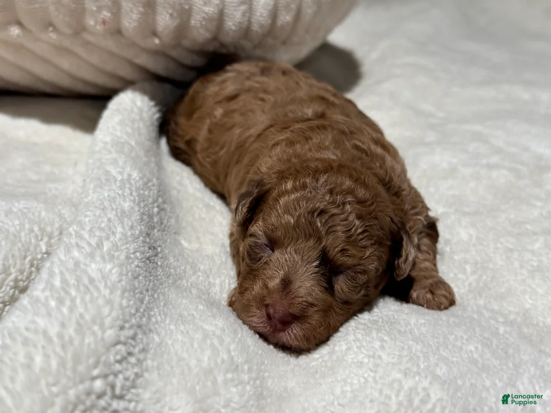 Toy Poodle dogs for sale: Lucy - Ad 2