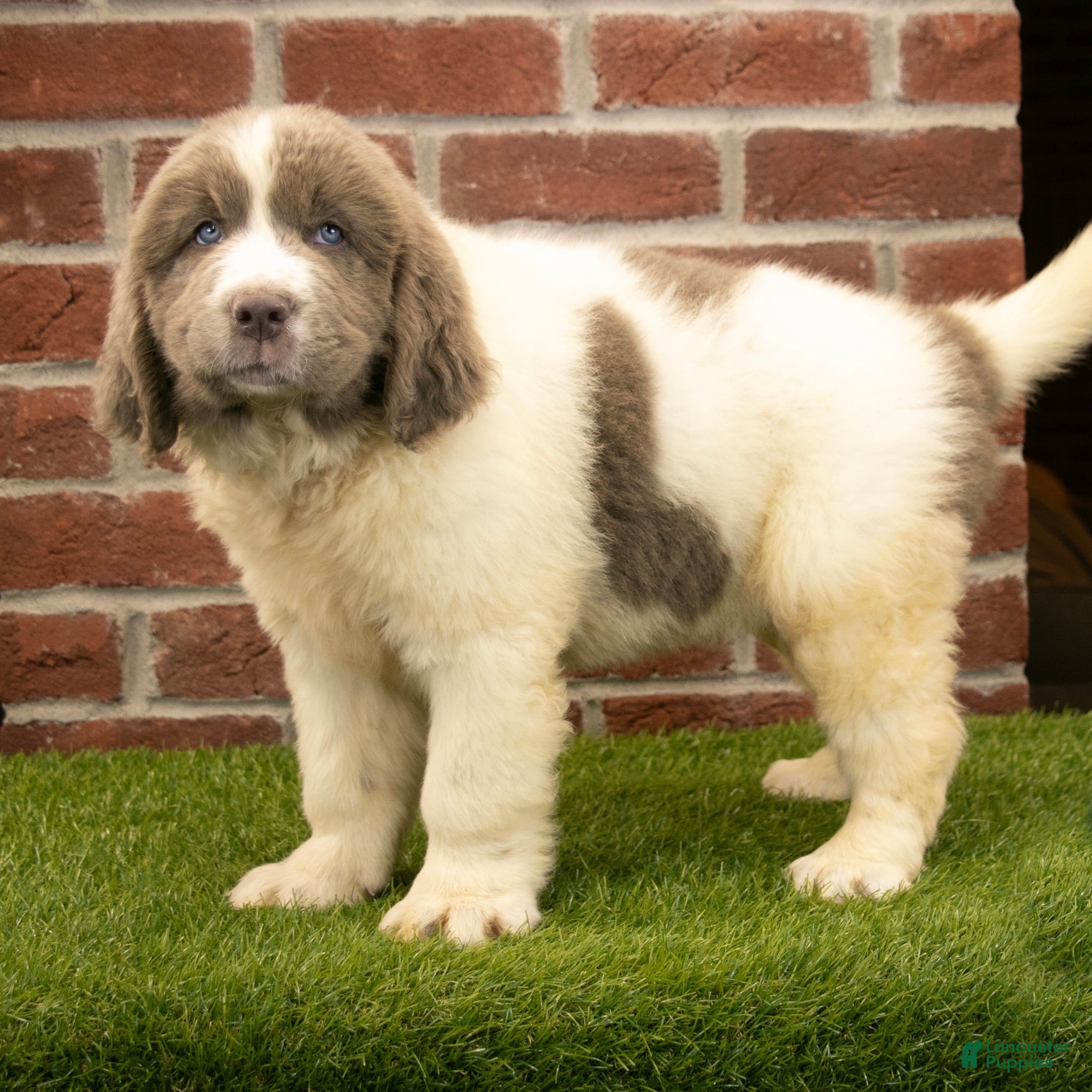Newfoundland dogs for sale: Mason - Ad 4
