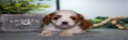 Cavapoo dogs for sale: Jack - Ad 2