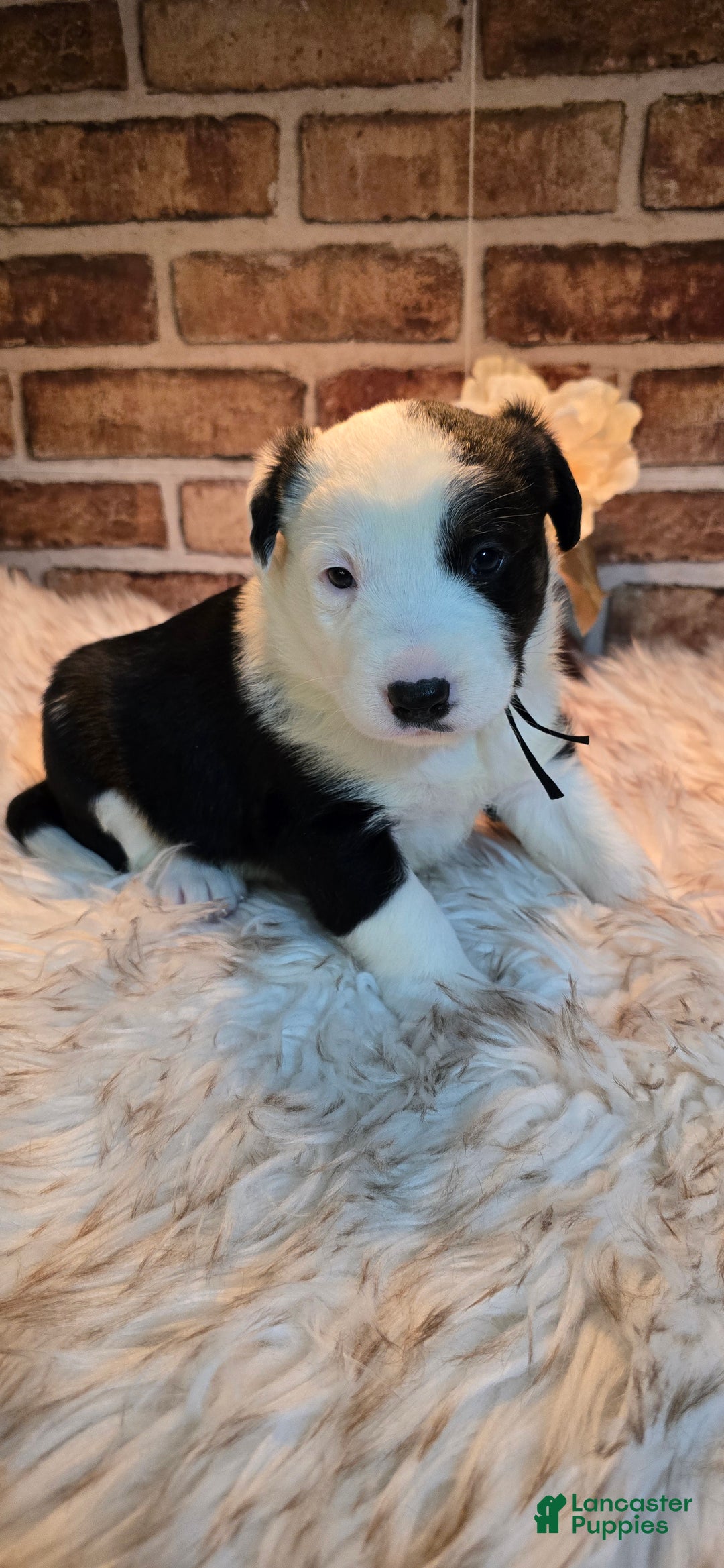 Mixed Breed dogs for sale: Milo - Ad 15