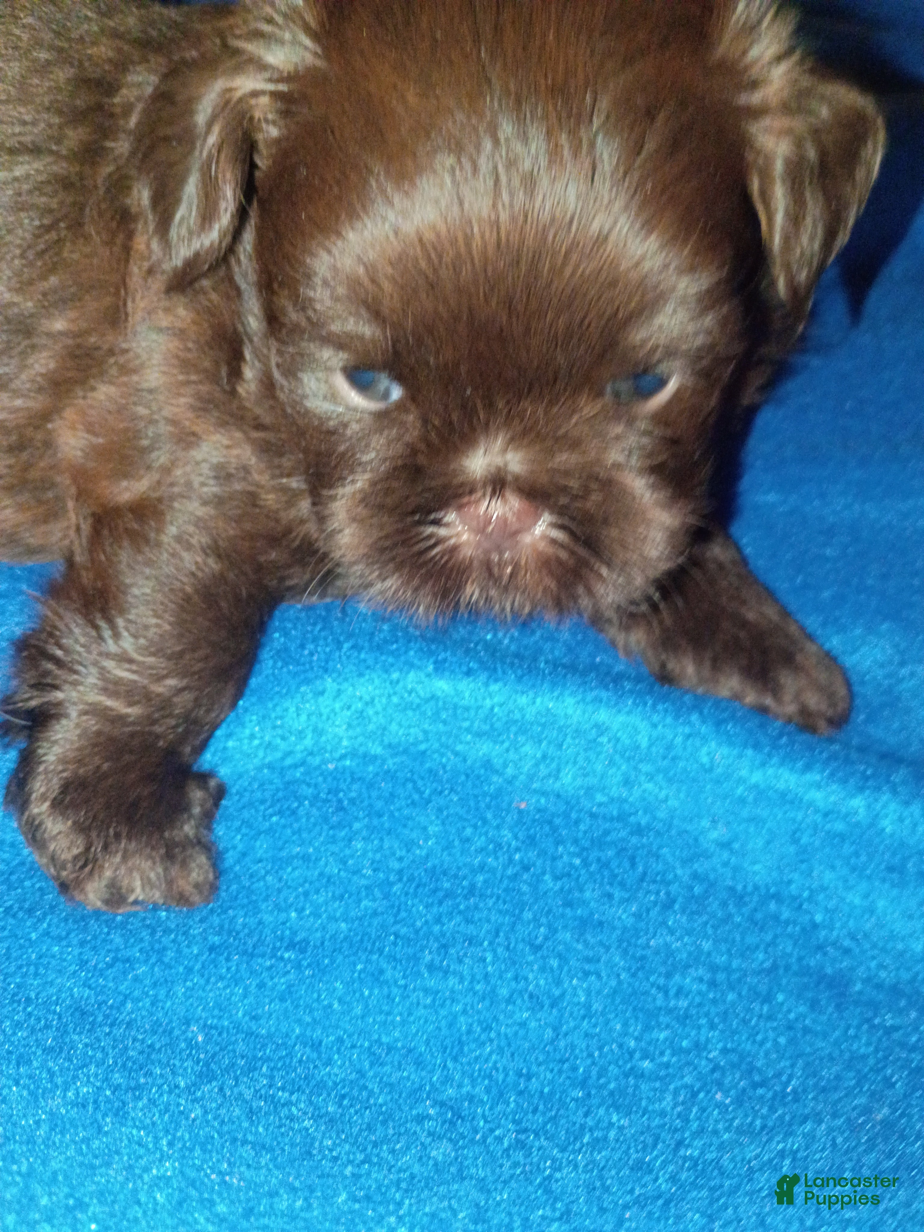 Shih Tzu dogs Shih Tzu 1 - Ad 1