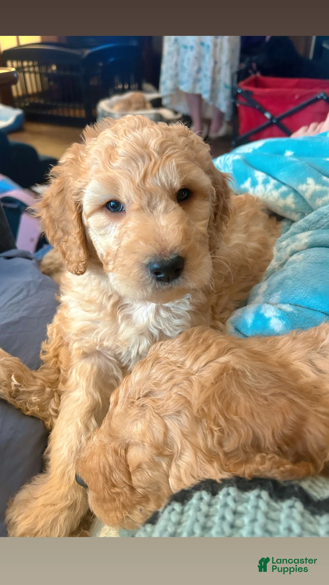 Goldendoodle dogs for sale: Brandy - Pink Collar Female  - Ad 1