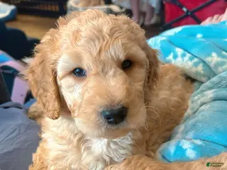 Goldendoodle dogs Brandy - Pink Collar Female - Ad 12