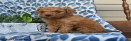 Labradoodle dogs for sale: Abasi - Ad 3