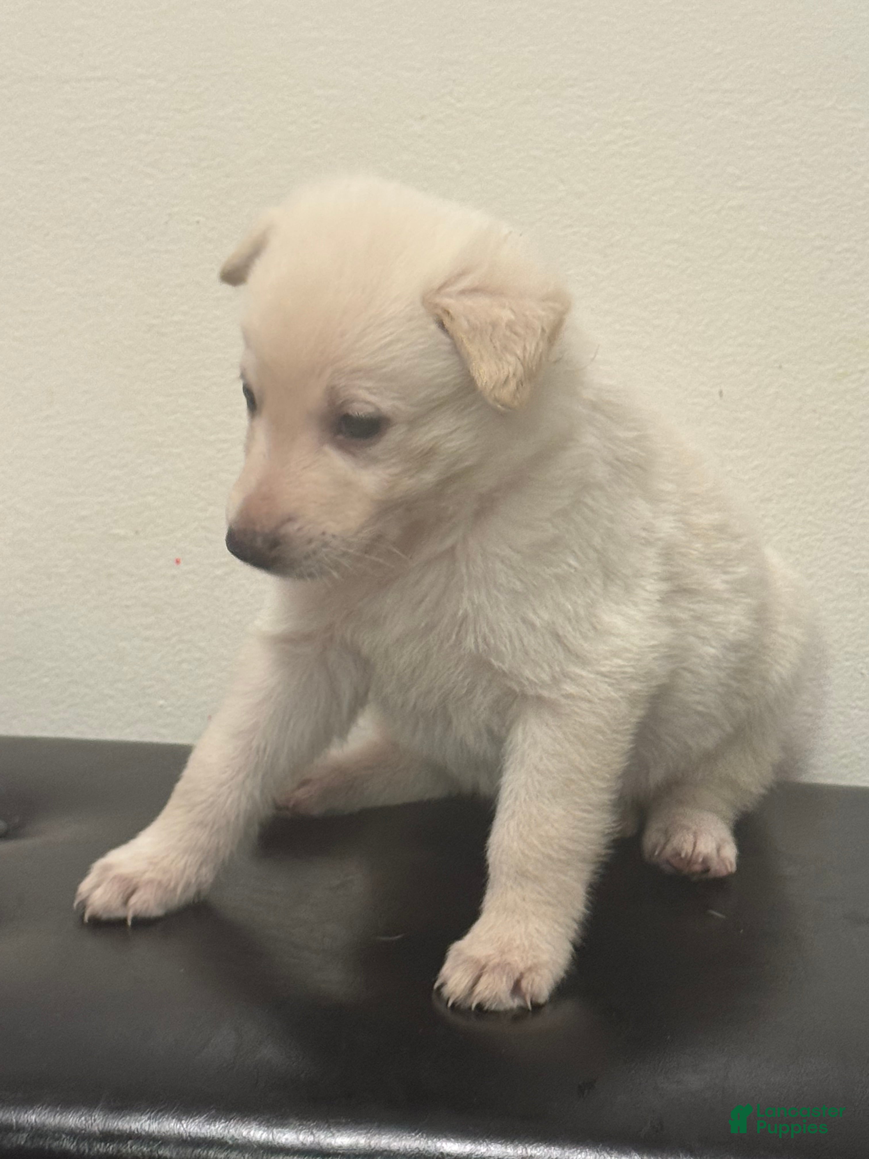 German Shepherd dogs Tiny - Ad 1