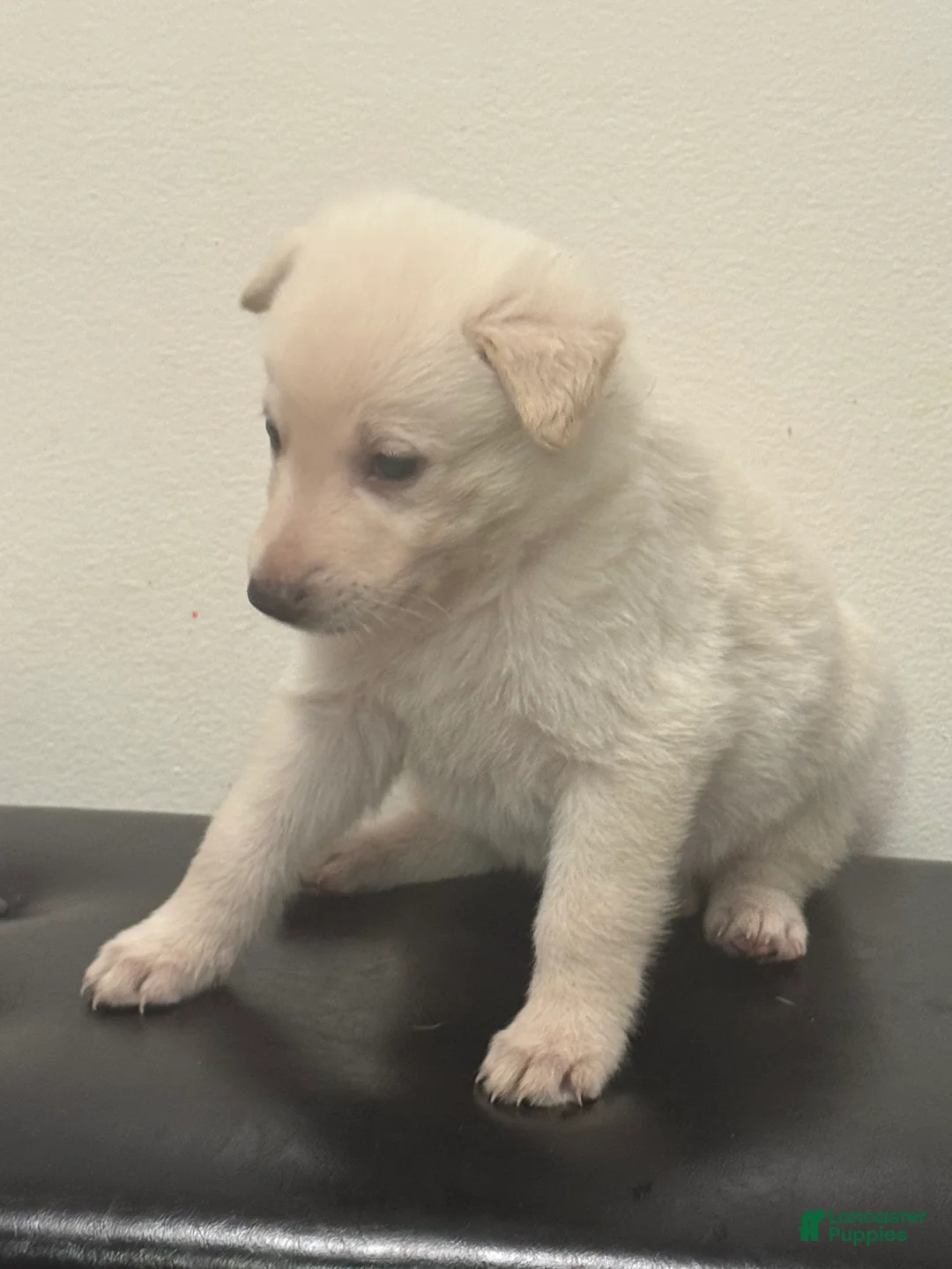 German Shepherd dogs for sale: Tiny - Ad 1