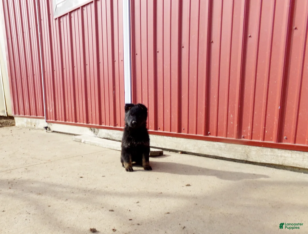 German Shepherd dogs for sale: Claire - Ad 3