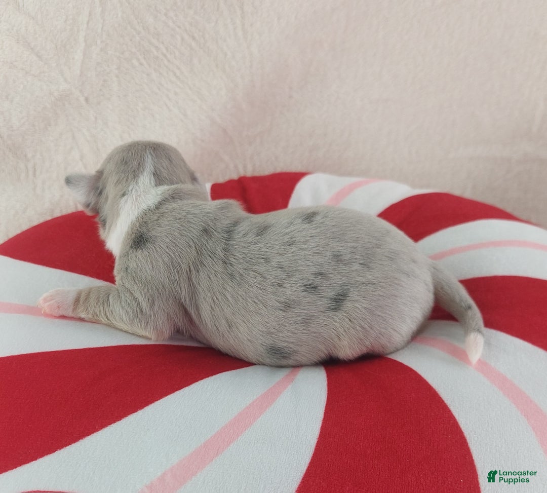 Chihuahua dogs for sale: Pixel - Ad 8