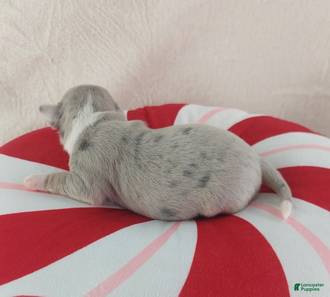 Chihuahua dogs for sale: Pixel - Ad 8