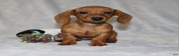 Miniature Dachshund dogs for sale: Chole - Ad 5