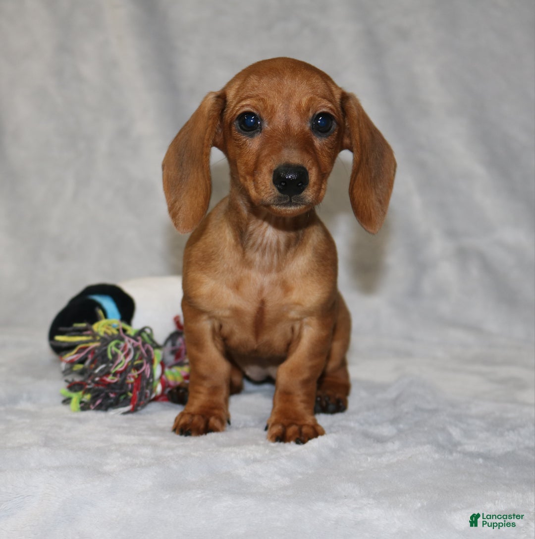 Miniature Dachshund dogs for sale: Chole - Ad 5