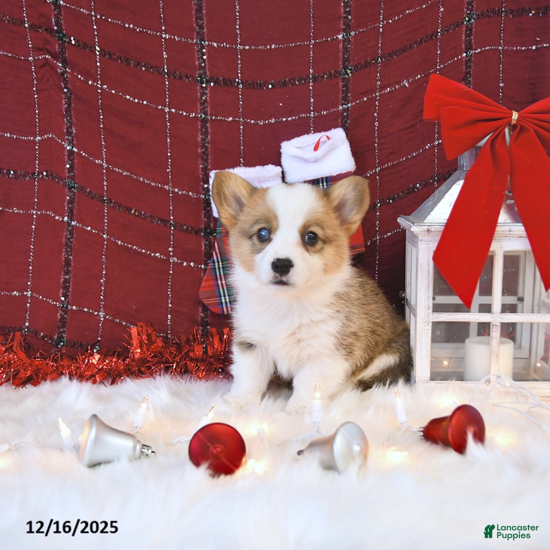 Welsh Corgi Pembroke dogs for sale: Macy - Ad 2