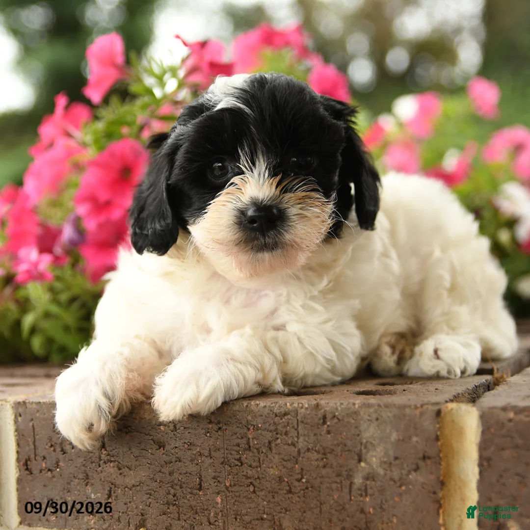 Shihpoo dogs for sale: Jessie - Ad 3