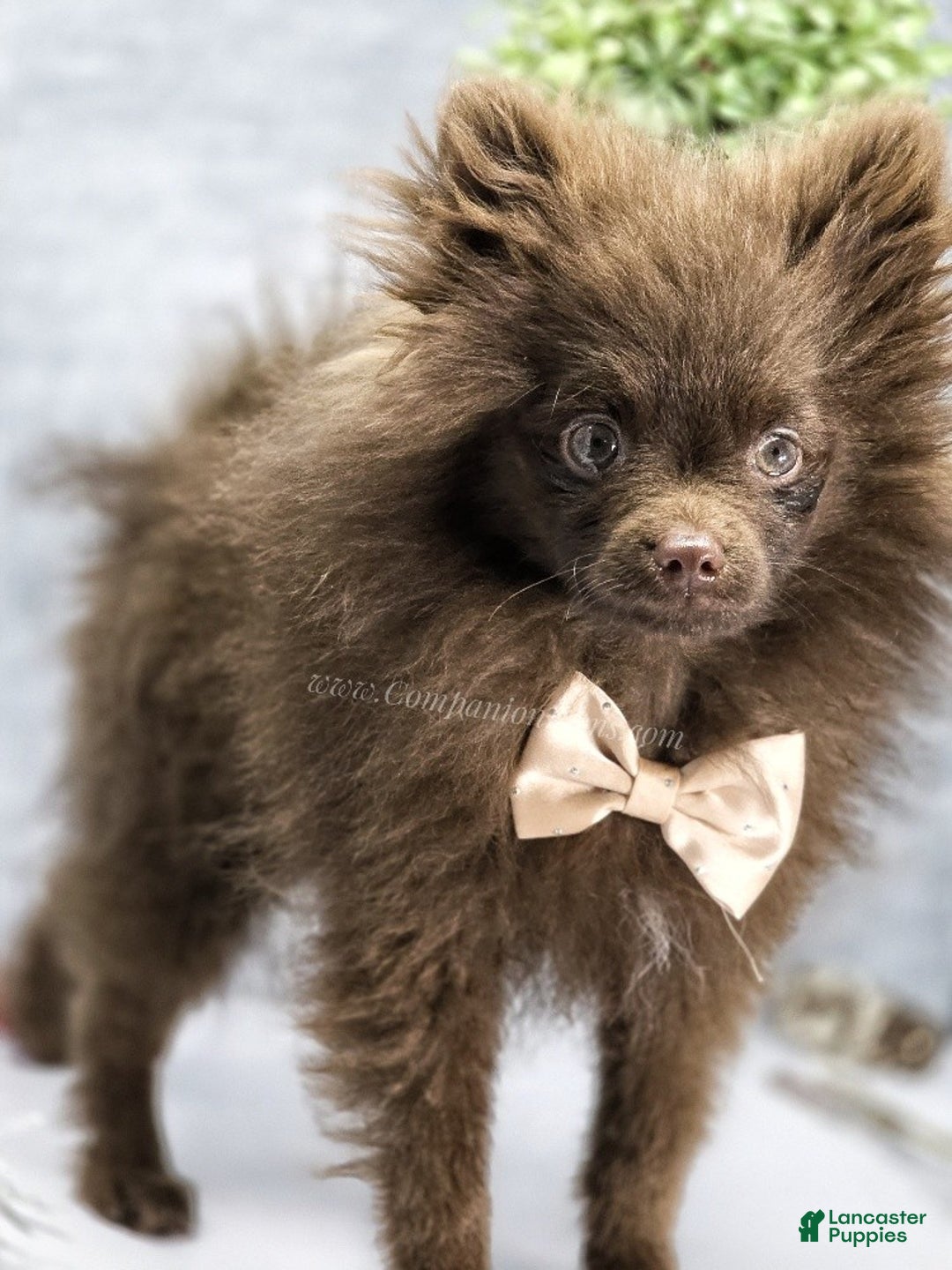 Pomeranian dogs for sale: Pomeranian Puppy 1 - Ad 6