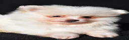 Pomeranian dogs for sale: Issac - Ad 4