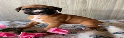 Boxer dogs for sale: Bambi - Ad 4