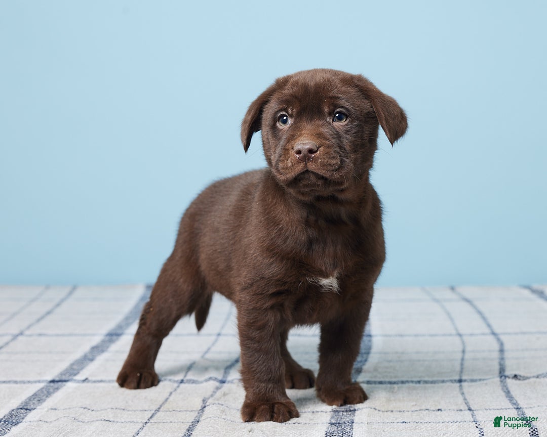 Labrador Retriever dogs for sale: Snoopy - Ad 4