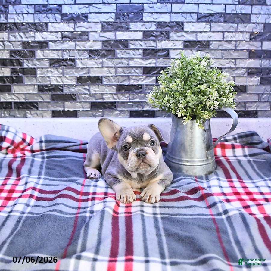 French Bulldog dogs Penelope - Ad 1