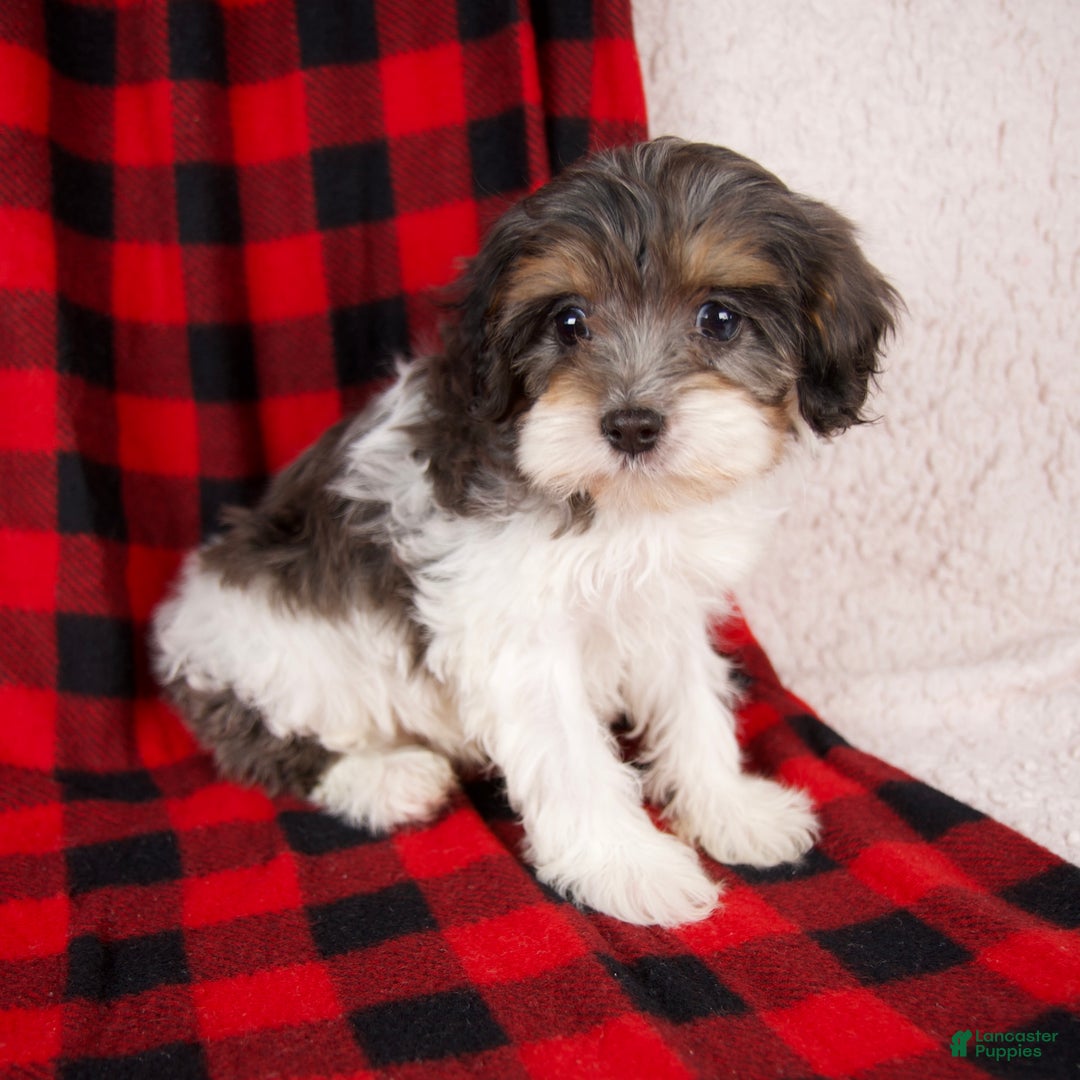 Cavapoo dogs for sale: Polo - Ad 4
