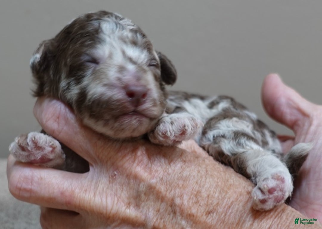 Toy Poodle dogs for sale: iven neutered 12/9/25 - Ad 25