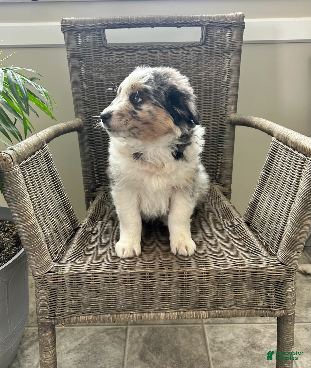 Australian Shepherd dogs for sale: Leo - Ad 3