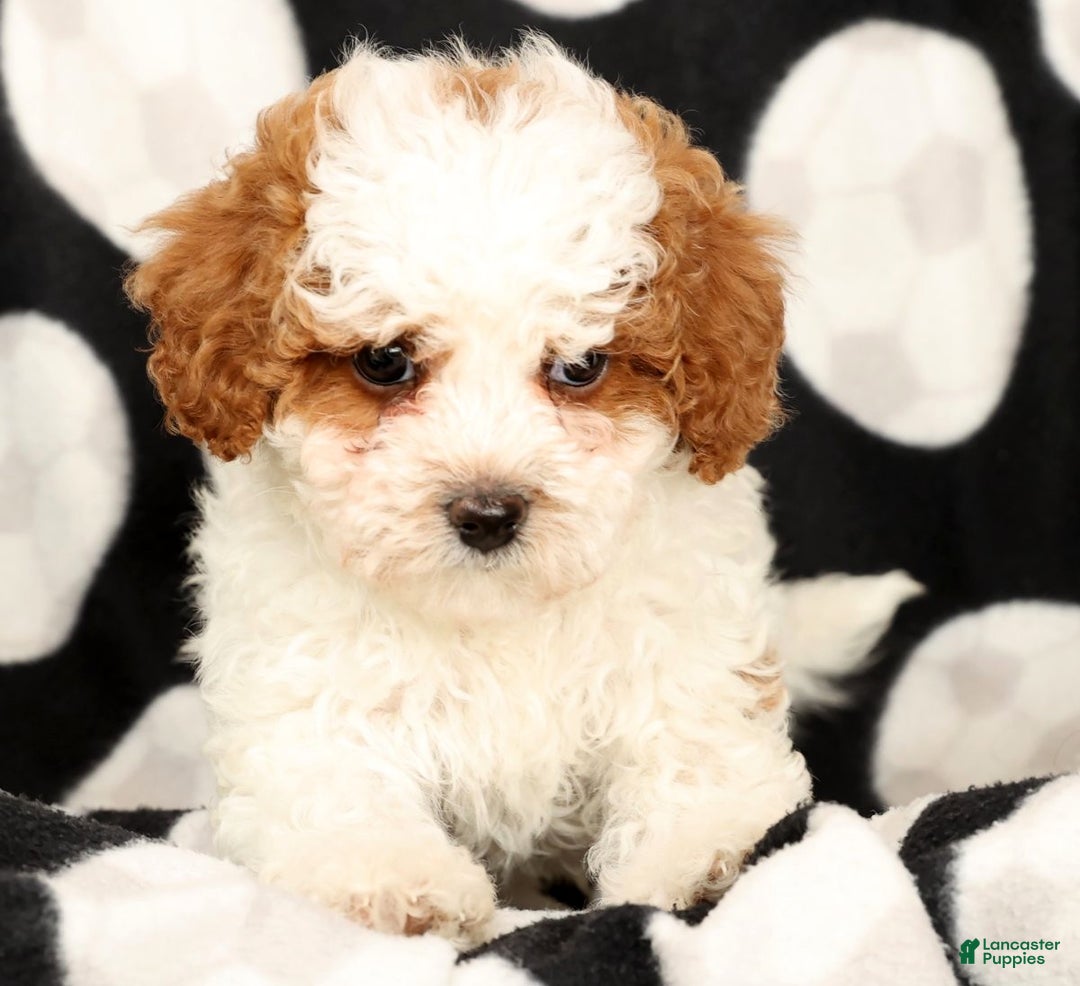 Cavapoo dogs for sale: Jingle - Ad 9