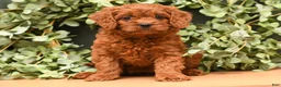 Cavapoo dogs for sale: Greta - Ad 1
