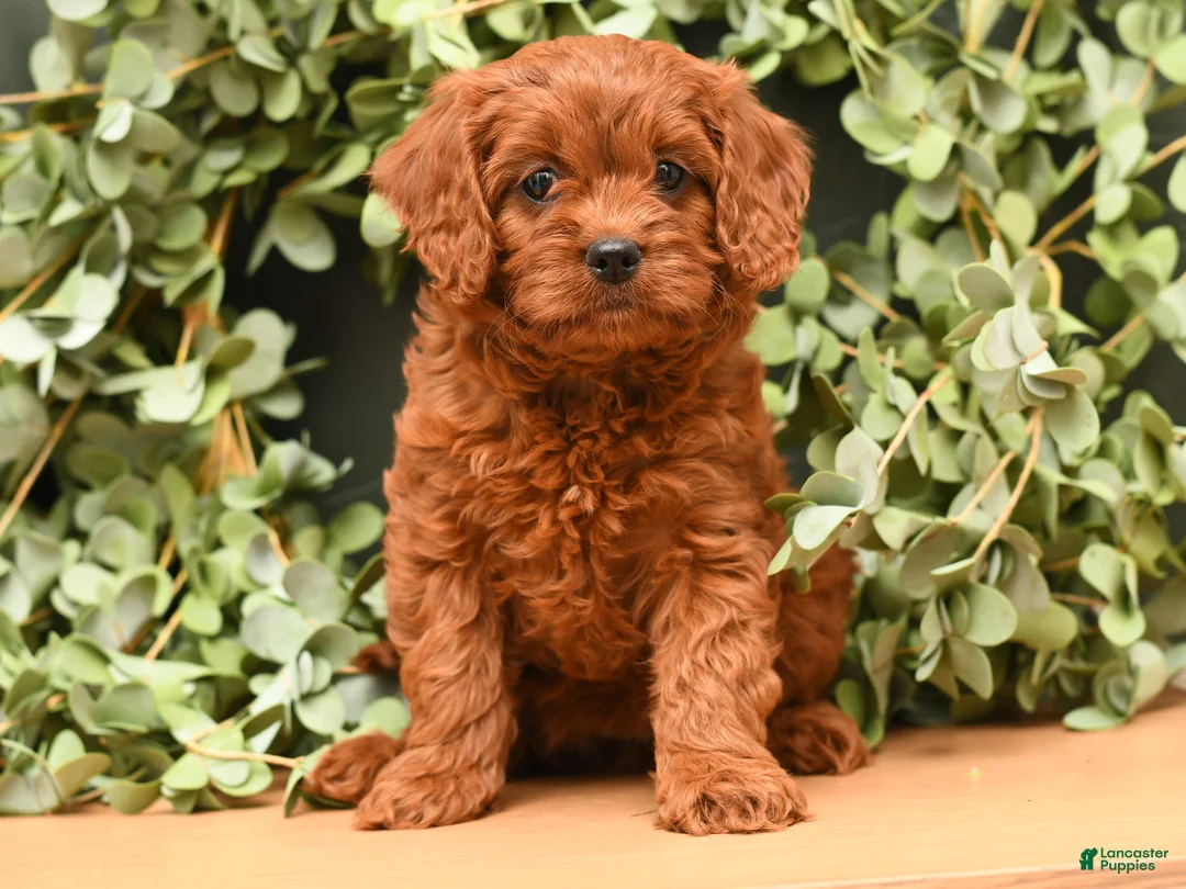 Cavapoo dogs for sale: Greta - Ad 1