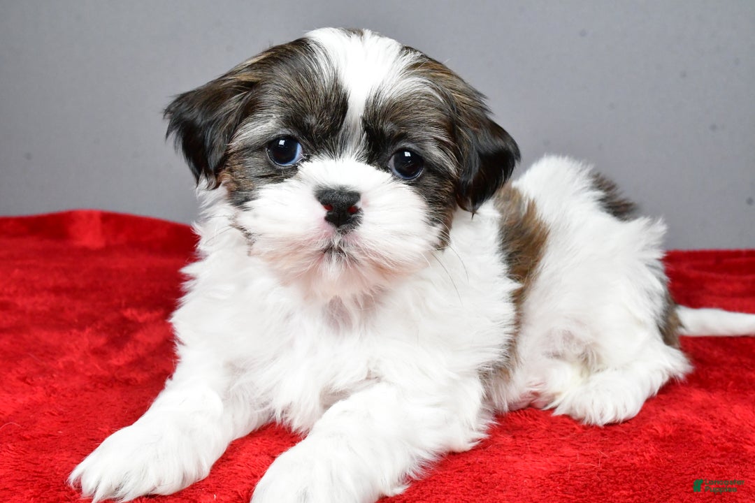 Shih Tzu dogs for sale: Ruger - Ad 7