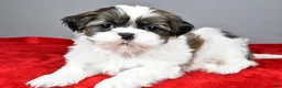 Shih Tzu dogs for sale: Ruger - Ad 7