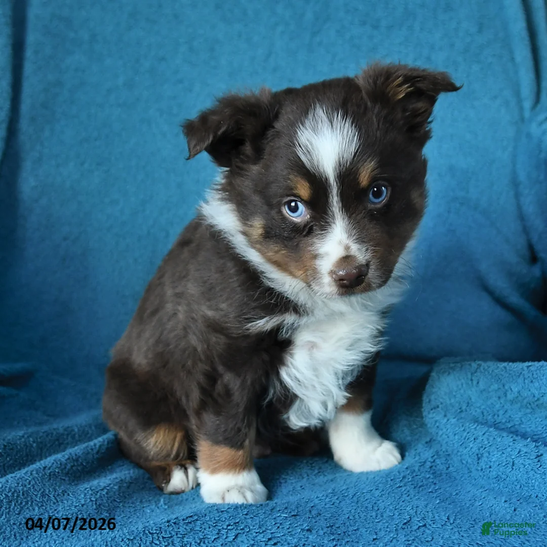 Miniature Australian Shepherd dogs for sale: Patrick redtri - Ad 3