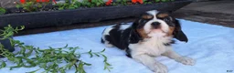 Cavalier King Charles Spaniel dogs for sale: Cavalier King Charles Spaniel Puppy 5 - Ad 2