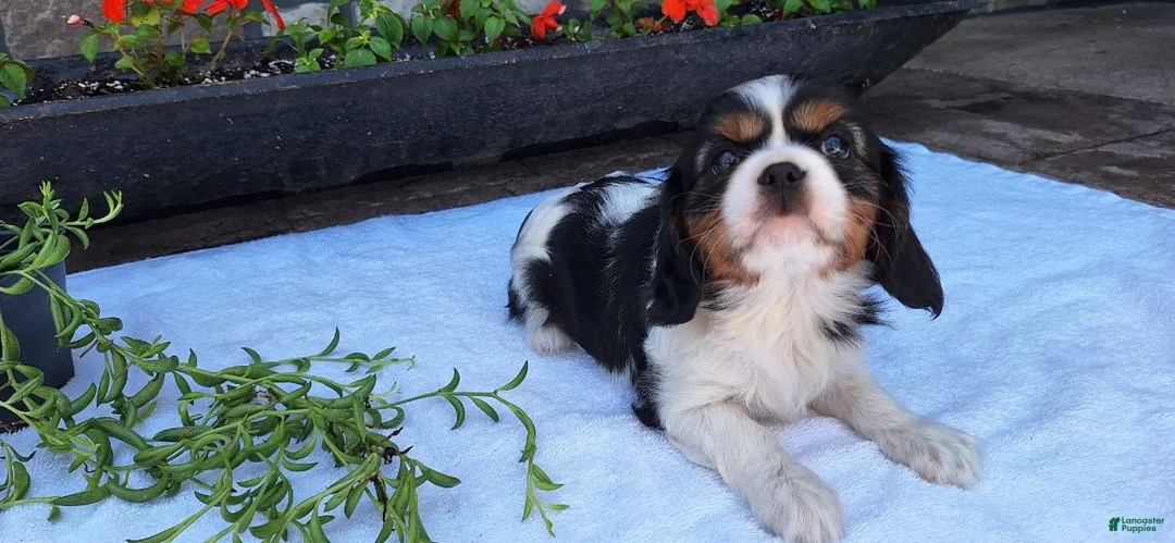 Cavalier King Charles Spaniel dogs for sale: Cavalier King Charles Spaniel Puppy 5 - Ad 2