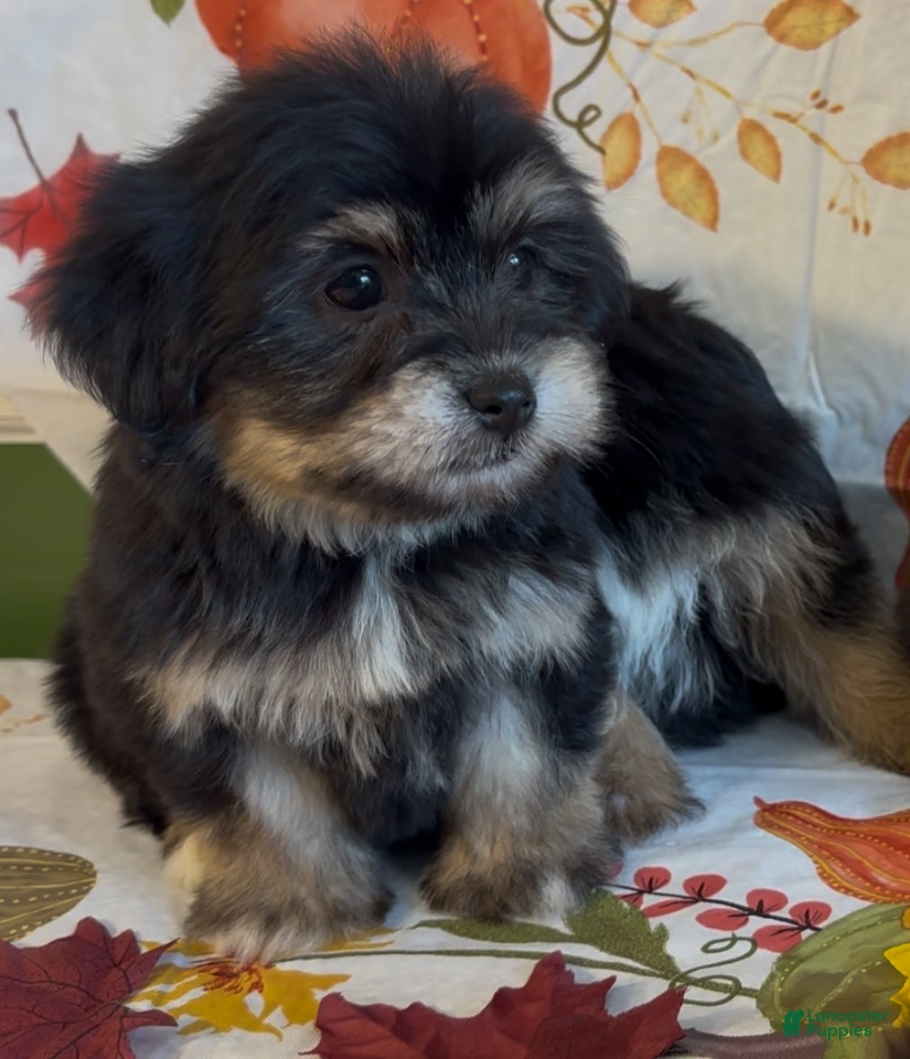 Shorkie dogs Shorkie 1 - Ad 2