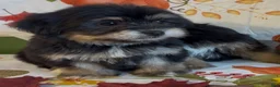 Shorkie dogs for sale: Shorkie 1 - Ad 2