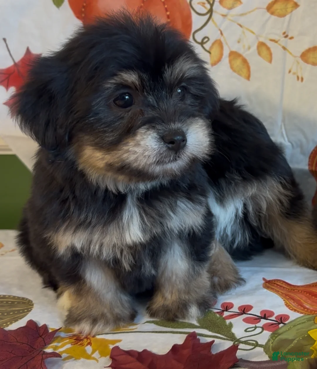 Shorkie dogs for sale: Shorkie 1 - Ad 2