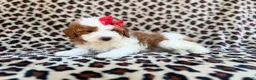 Cavapoo dogs for sale: Audrey - Ad 5