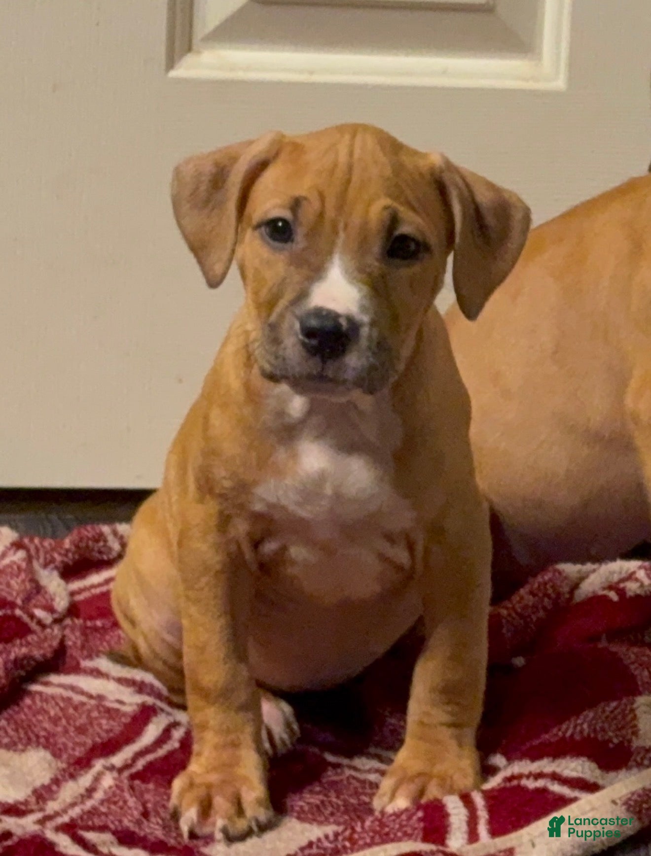 American Pit Bull Terrier dogs American Pit Bull Terrier 4 - Ad 18