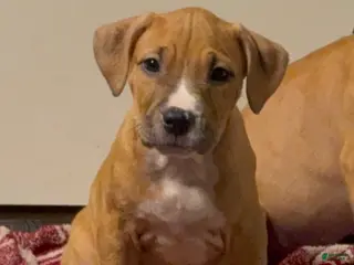 American Pit Bull Terrier dogs American Pit Bull Terrier 4 - Ad 18