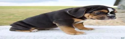 Beabull dogs for sale: Bentley - Ad 4