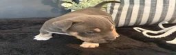 American Bully dogs for sale: Leviathan  - Ad 21