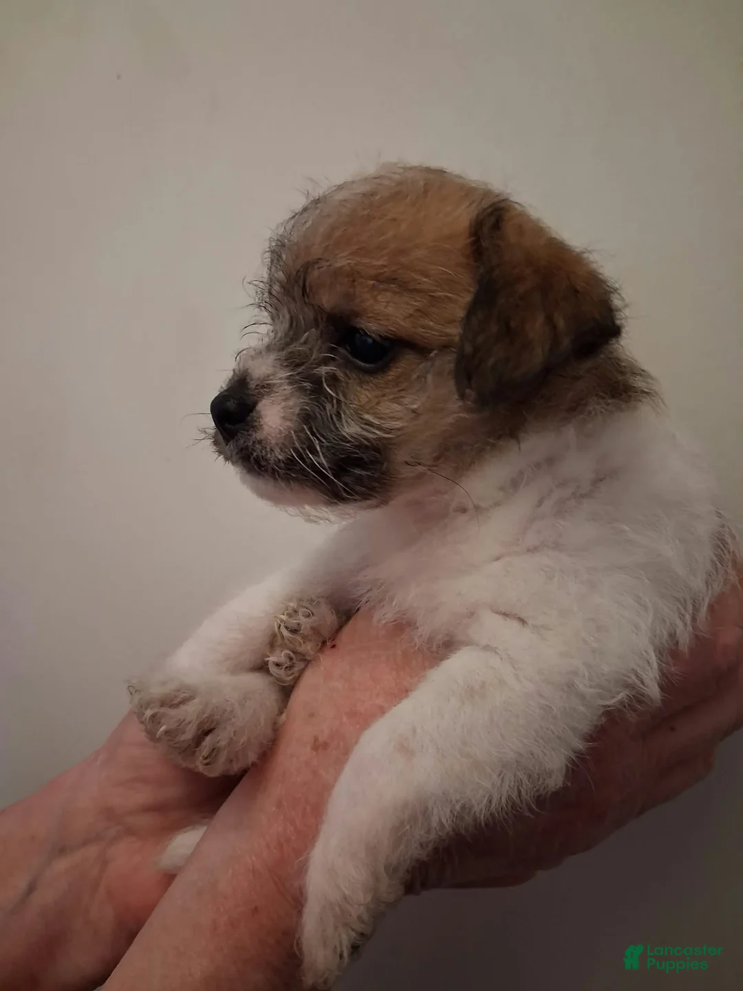 Chipoo dogs for sale: Chipoo 5 - Ad 1