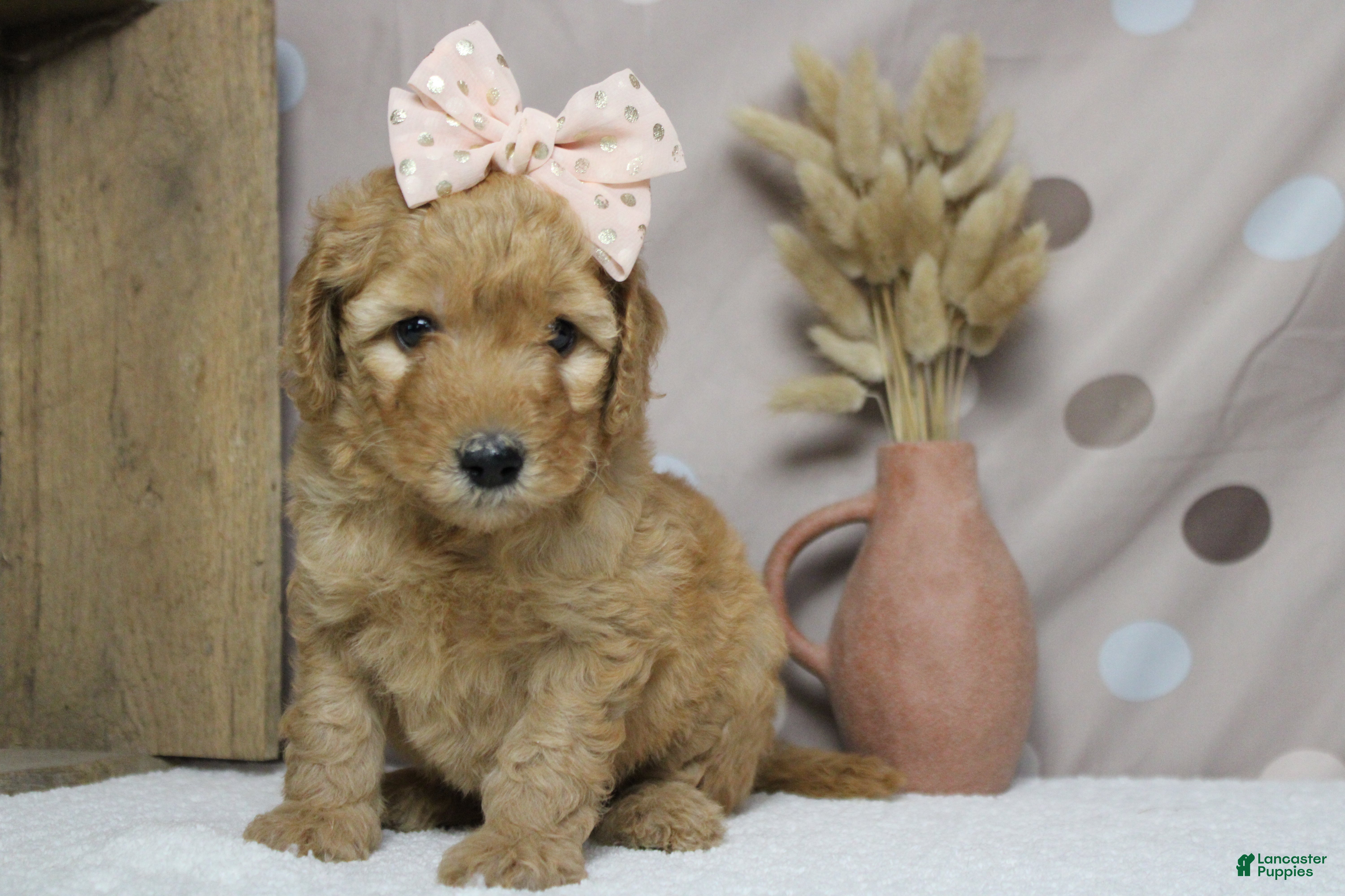 Goldendoodle dogs Ravioli - Ad 15