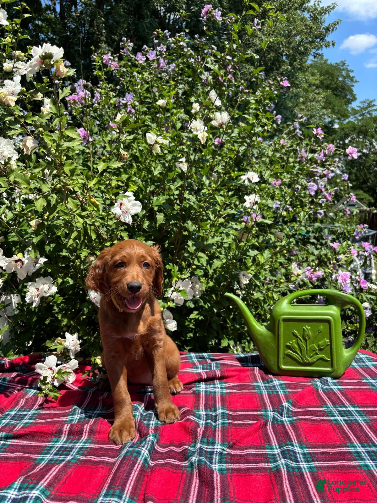 Mixed Breed dogs Summer - Irish Goldendoodle  - Ad 2