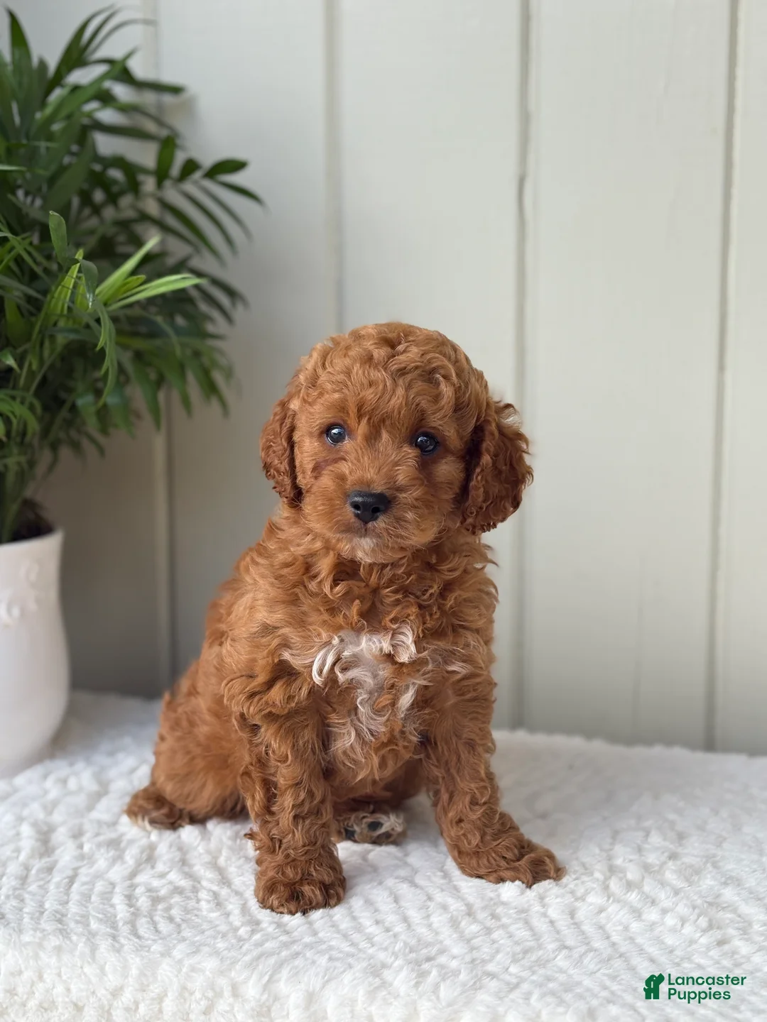 Cockapoo dogs for sale: Cockapoo Puppy 1 Buddy  - Ad 1