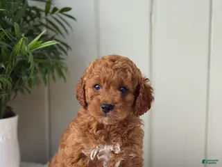 Cockapoo dogs for sale: Cockapoo Puppy 1 Buddy - Ad 4